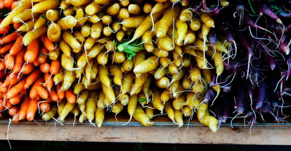 farmers-win-legal-fight-to-bring-climate-resources-back-to-federal-websites